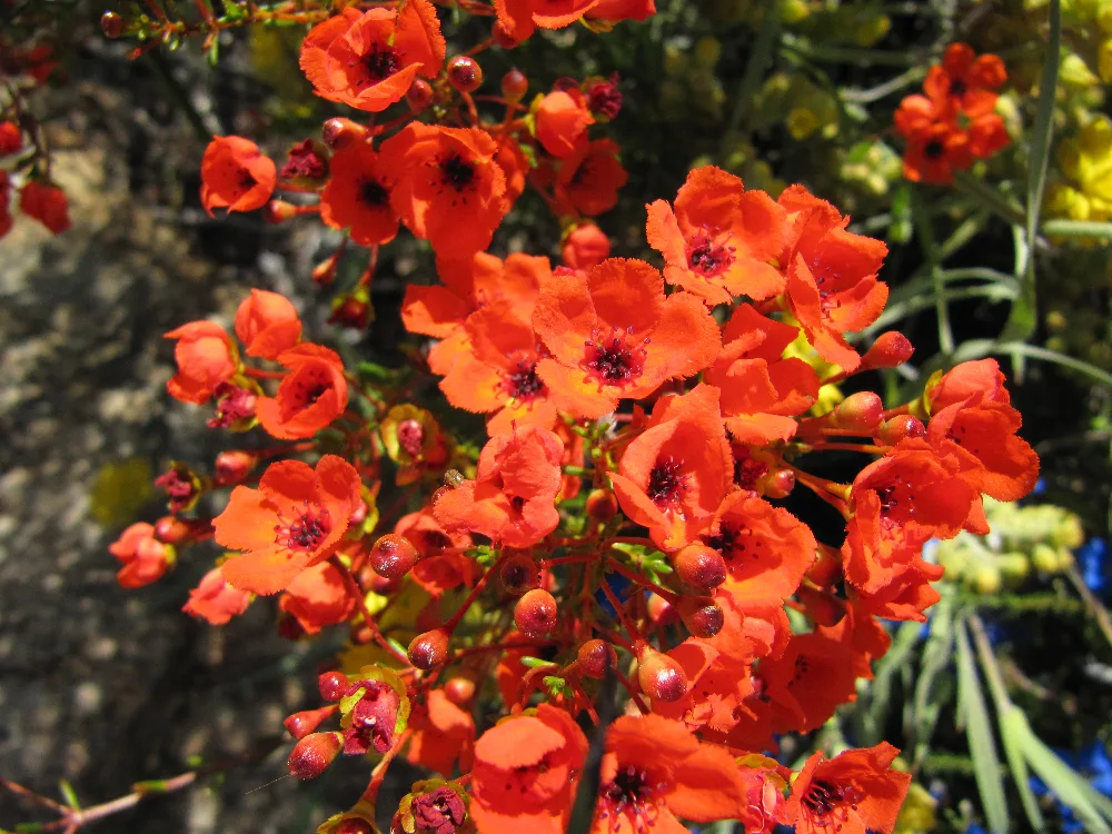 Jardines Botánicos del Gobierno en Ooty