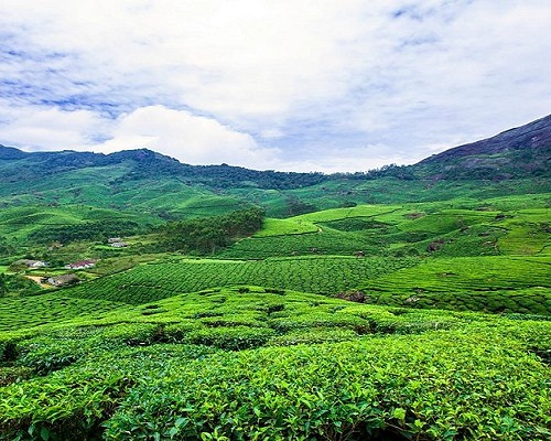 Jardines de té de Munnar
