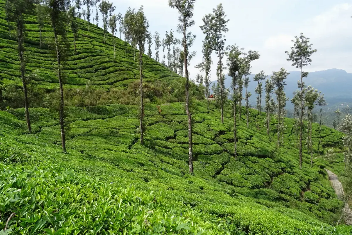 Plantaciones de té Nilgiri en las colinas de Ooty